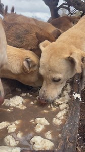 34K views · 2.1K reactions | Feeding hadzabe Dogs After 10 hours of hunting and walking long distance | Meta Vevo | Facebook