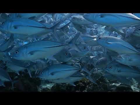 Nova Southeastern University | Prepare to Dominate