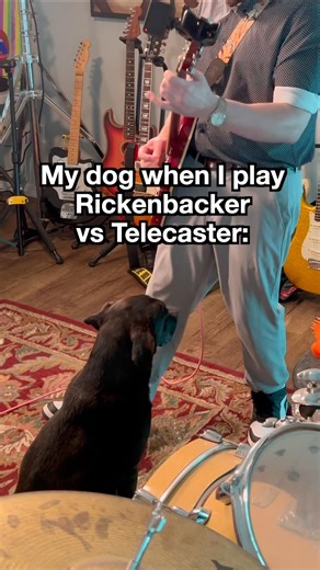 My dog’s face when I play Rickenbacker vs Telecaster guitar