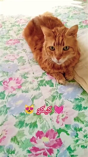 كيكو القط ليسا صاحي من النوم 😂 هل تعرف ماذا يريد؟ 😻 #قطط