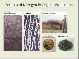 Optimizing The Benefits of Hairy Vetch in Organic Production Webinar