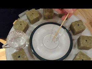 How to plant seeds in rockwool grow cubes growing herbs and vegetables with ebb and flow hydroponics