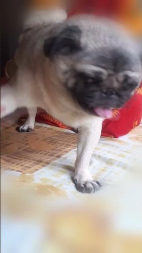 My Pug Reaction when we cut her nails 🥰 🤣 | Dramatic Screaming Pug Nail Trimming clipped 💅✂️
