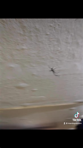 Mantis Passion on Reels