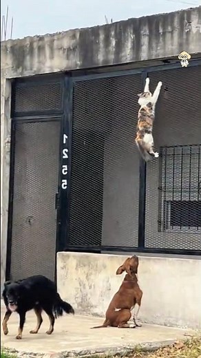 Funny Cats & Funny Dogs Compilation | The Funniest Pet Moments Ever 😂🐱🐶