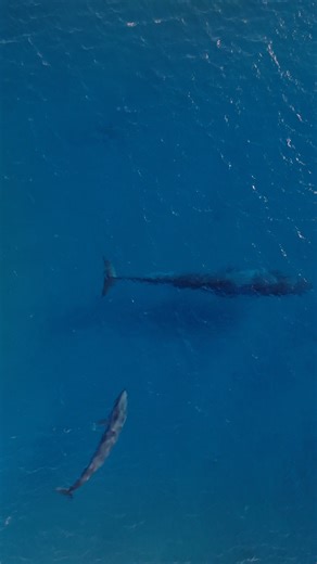 Understanding the value of Geographe Bay to blue whales remains one of the key objectives of the holistic, multi-year Bay Blues research program. While our intensive on water field work is complete for now, our team are still busy at work collecting data on the blue whales as they pass through Geographe Bay on their southbound migration. This data will help us to answer a number of the program's key research questions including the value of the Bay to cow/calf pairs. As well as the proportion of