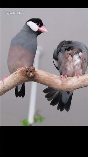 もふもふ&さえずり・少年文鳥【文鳥７羽】【Bird Life】【Relaxing】Chirping・Singing