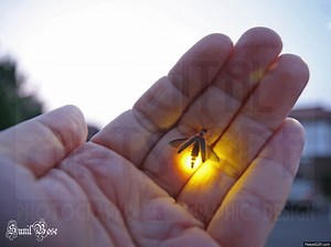 FIREFLY (LIGHTNING BUG) on Make a GIF