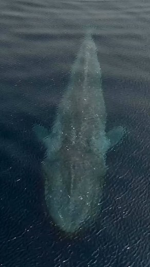 6.6K views · 3.3K reactions | It was incredible to witness the migration of the Pygmy Blue Whale. Each year hundreds of these whales pass through Timor Leste’s waters on an epic journey from the Banda Sea to southern Australia. In awe of these gigantic, beautiful animals! What a world! Taken on @insiderdivers Whale Expedition  Credits by @evanpossley | Bluewhaleshub | Facebook