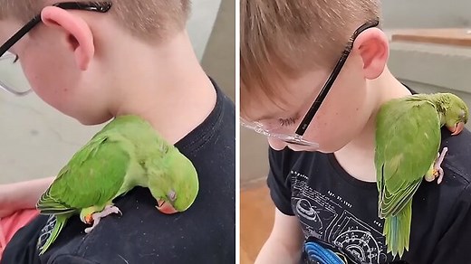 357K views · 10K reactions | This snoring parrot falling asleep on this boy's shoulder is the cutest thing you have ever seen! | Rumble | Facebook