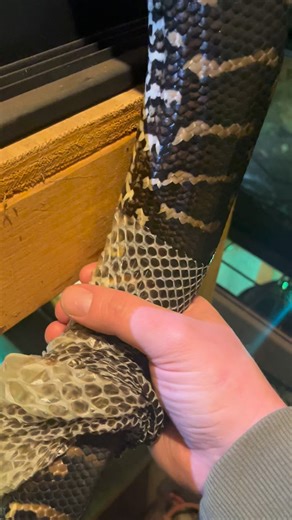 Snakes shed their skin as they grow, and even as they get older and their growth rate dramatically decrease, they never technically stop growing. My big snakes like Roku here only shed two or three times a year but it still happens! What you see me doing in this video is not hurting him as the skin is already loose and coming off. I took him to a show without realizing he was about to shed and he started the process in his travel bin on the way back home. When I pulled him out to put him back, h