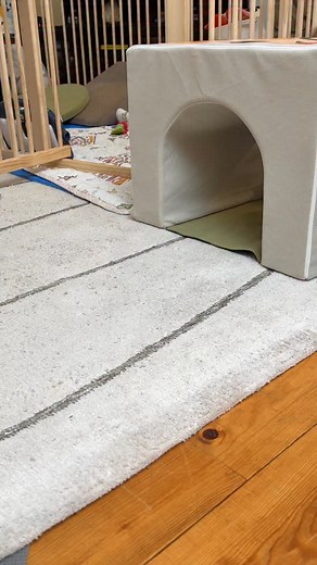 37K views · 43K reactions | “Teaching our brother important burrowing skills!” ~ Crusoe | Crusoe the Celebrity Dachshund | Facebook