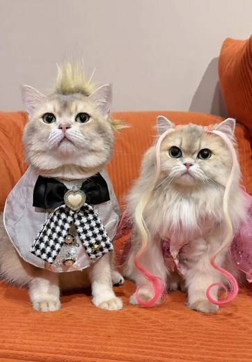Video Lucu Kucing Di Rumah yang Menghibur