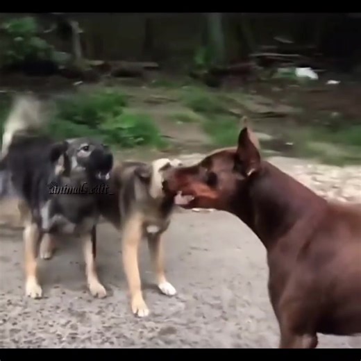 #doberman #animals #dogs #wallpaper #edit #xyzbca #foryoupage #editor #viral #fyp #yourenemy #id #foryou #fy #animals_edit_