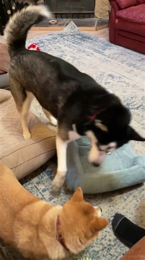 Bella steals Momo’s blue bed!😊 #shorts #husky #shibainu #dog #cute #funny