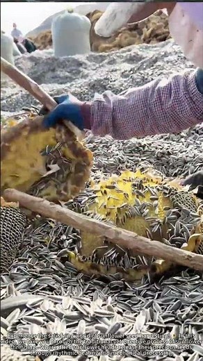 Watch the Satisfying Process of Sunflower Seed Harvesting