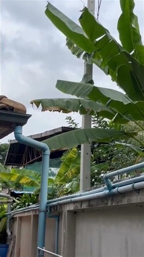 12.12.2025 #ฮีลใจสุดๆ ##เพลงซึ้งๆ