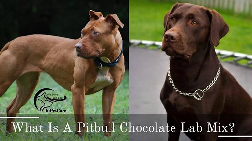 Pitbull Chocolate Lab Mix: All You Need To Know ( Photos)