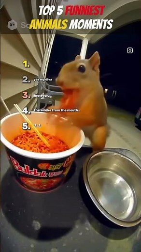 Funniest Animals Compilation — Try Not to Laugh 😂