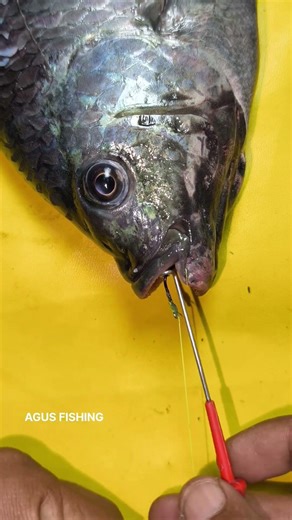 Tutorial on How to Remove a Fishing Hook from a Fish's Mouth #shorts #fishing