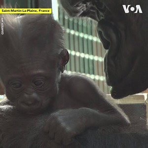 339K views · 6.6K reactions | Ten years after the last birth, the Saint-Martin-la-Plaine Zoo near Lyon, France, is welcoming a new baby gorilla. It's a rare event says the zoo's director, Pierre Thivillion.(AFP) | Voice of America | Facebook