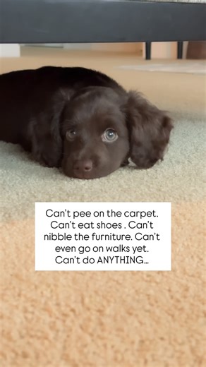 Moka the Cockapoo 🤎 on Instagram: "What I am I supposed to do all day?! 🐶🙄 Cockapoo puppy"