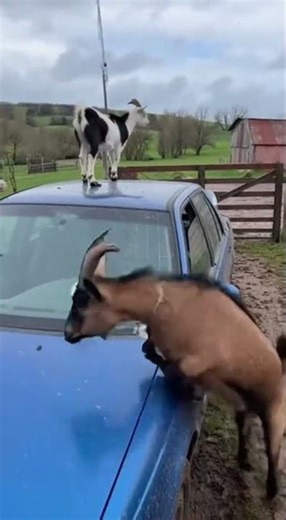 It's strange, these animals destroy cars. #reels ‼️‼️😱