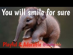 Baby Elephant Funny Videos I 🐘🥰Elephant Baby Funny Videos I So Adorable I