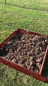 Ready to make manure collection a pile of Fun? ⏱️ Clears an acre in just 10 minutes 🇦🇺 Crafted in Australia ✔️ Lifetime warranty to prove our quality 😊 A fun product with no maintenance or assembly required Manure collection made easy for all ages and abilities! Save time and protect your back today with Paddock Blade! Shop Now ➡️ paddockblade.com.au | Paddock Blade