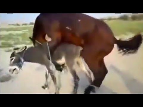 animal cross mating || animal meeting animal cross meeting || animal meeting cross ||