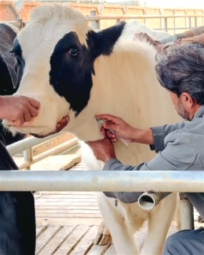 Optimal Heifer Care Protocol for Dairy Farms