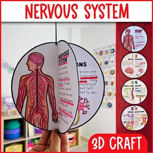 Nervous System Diagram Craft Activity | Human Body Systems Project - Etsy