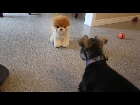 Puppy Growling At Boo The World's Cutest Dog