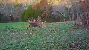 1K views | Our friend Grant Woods shares his secrets for making mock scrapes with Code Blue scents. Lots of great info here! | Code Blue Scents | Facebook