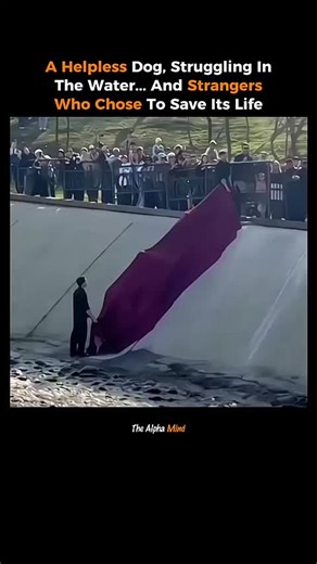 The Alpha mind (@thealphamind0)’s videos with original sound - The Alpha mind