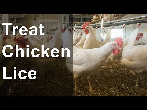 Best way to treat lice or mites on chickens