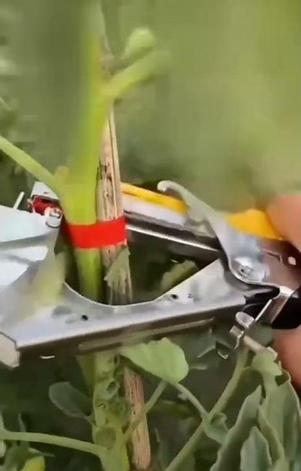 Stapler for vegetable binding
