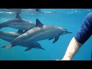 Swimming with wild Dolphins - snorkeling at Coraya bay, Jaz Lamaya, Marsa Alam, Egypt