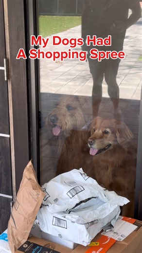 Amazon on Instagram: "Brodie & Luna went on a shopping spree for @amazon Pet Day  Treat your own furry friend during Amazon Pet Day May 13 and 14. Explore deals at the link in bio #amazonfinds"