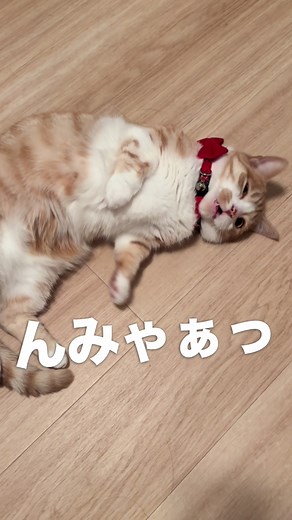 おしゃべりマンチカン猫「二郎」方言で話す