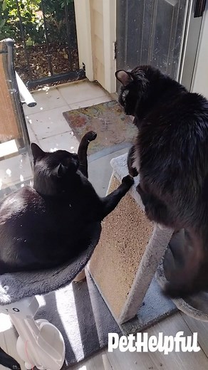 26 reactions | The high ground always wins! ️: Sharon Smith #petstagram #petsofinstagram #animalsofinstagram #catsofinstagram #catstagram | PetHelpful | Facebook