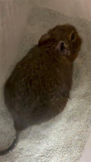 今日のこげちゃ522 #デグー #かわいい #癒し #cute #animals #cuteanimals #pets