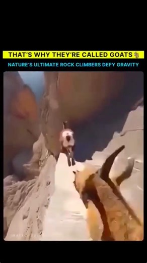 Why Goats Are Nature's Ultimate RockClimbers 🐐⛰️
