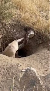 Curiosity Kills! Goat Dragged into Death Hole by Python! 🐍 호기심이 부른 참사! 산양이 뱀에게 끌려 사망 굴로! 😵 #Goat