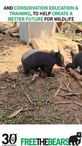 Happy #MoonBearMonday. In 2024 you helped us rescue 34 sun bears & moon bears, including the world's largest rescue of threatened bear cubs. Thank you for helping rescue them from the illegal wildlife trade & giving them a chance to live a life free from pain, fear & suffering. 2025 is Free the Bears 30th year helping bears. Thank you for being Bear Carers & helping us rescue over 1,000 bears & providing lifelong care to over 300 bears currently in our care at our rescued bear sanctuaries. We co