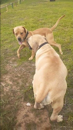 Boerboel Attacks – Female Defends Herself from Male! #dogshorts #dogs #boerboels #dogbehavior