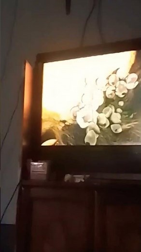 watching a turtle's tale: Sammy's adventure