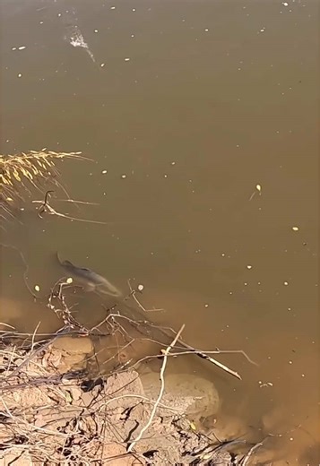 Sometimes they just forget to read the script 🥲 #barramundi #barra #cairns #fishing
