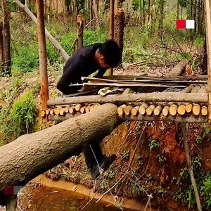 5.2K views · 24 reactions | Build a house hanging on a fallen tree trunk #bushcraftsurvival #bushcrafttrip #camp #outdoor #building #campinglife #fyp #foryou | Amazing Chef | Facebook