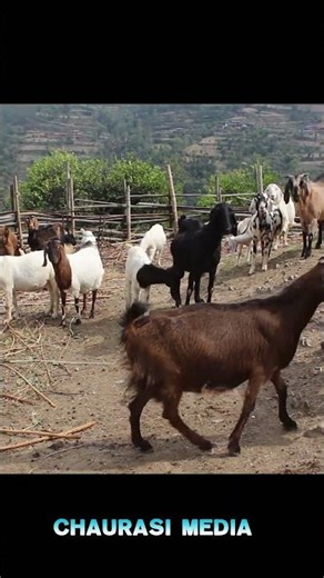 goat farming gulmi #shortvideo #goatfarming